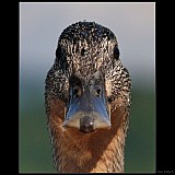 Thumbnail of portret.jpg